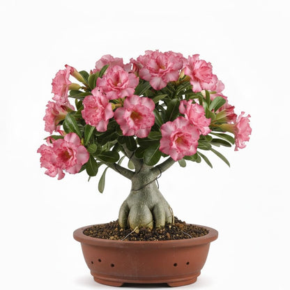 Desert Rose Plant Live, Adenium Bushes Well Rooted, Adenium Obesum Flowers Plant for Indoor Outdoor Garden, Flowering Succulent, 4-6 Inches Tall, No Pot (Pink)