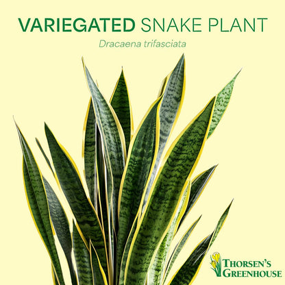 Thorsen's Greenhouse Variegated Snake Plant, Dracaena Trifasciata, Sansevieria, Mother-in-Law Tongue, Low Light, Easy to Grow, Live Indoor Plant, 4" Diameter Pot (Gold)