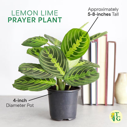 Thorsen's Greenhouse Lemon Lime Prayer Plant, Live Indoor Plant, Pet Friendly, Attractive Houseplant, Lemon Maranta, Easy to Grow, 4" Diameter Pot (Brushed Silver)