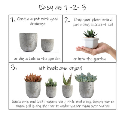 Altman Plants, Assorted Cactus Plants Live Succulents (8 Pack), Live Cactus Plant Lover Gifts, Cacti Succulents Plants Live Houseplants, Succulent Indoor Plants Live Plants in Cactus Soil Potting Mix