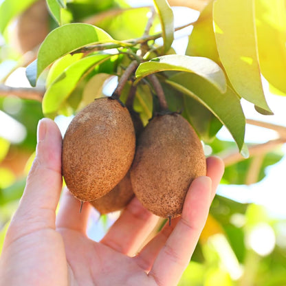 Sapodilla Tree Live Plant 2 to 3 Feet, in 3 Gallon Pot, Sapodilla Plant Live, No Shipping to CA