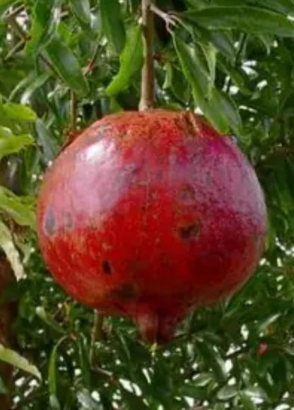 Live Plant - Pomegranate - '2 Trees ‘Wonderful' - Punica granatum