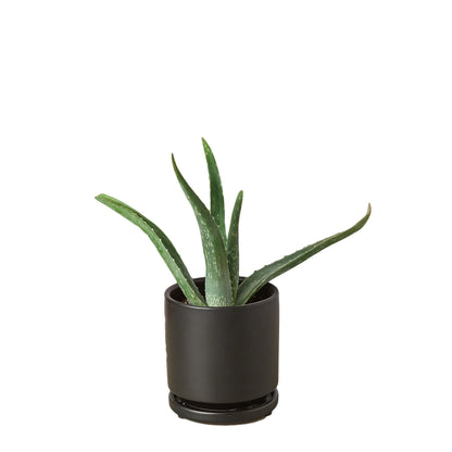 Aloe Barbadensis Mill Vera-4" Pot/White Cylinder - Live Plant Easy Care, Low Maintenance for Home Decor - Air Purification Houseplant