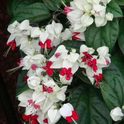 3 Live Bleeding Heart Plants | 4 to 5 Inch Tall | Clerodendrum Plant with White Blossoms | for Trellises, Patios, or Balconies
