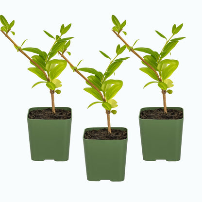 White Fragrant Japanese Honeysuckle Vine, Starter Plant, Climbing Landscape Outdoor Garden Plant 2 inch Pot (3)