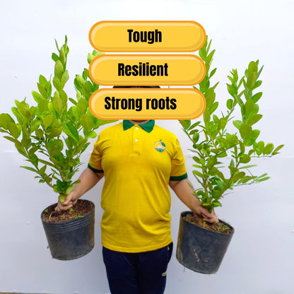Meyer Lemon Tree Live Plant in Pot, Fruit-Bearing 2-3 Years Old Trees, Yellow Lemon Lime Tree in 3 Gallon Pot, High-yielding Spring Planting