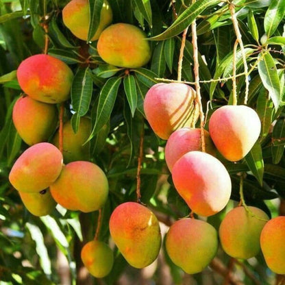Grafted Mango Tree Live Plant 2-3ft 3 Gallon, Live Tropical Fruit Plant, Sweet Mango Variety for Outdoor Garden, No Ship to CA
