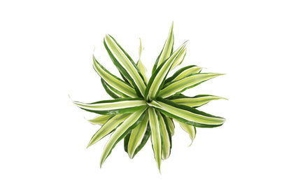 Dracaena Lime Dragon Malika- 4'' from California Tropicals
