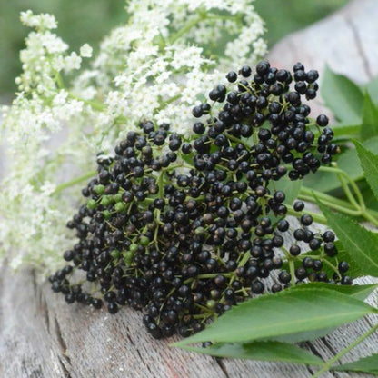 Black Elderberry Tree Live Plant, Hardy Berry Producing Shrub, Landscaping and Backyard Gardens, 4-7 Inches Tall
