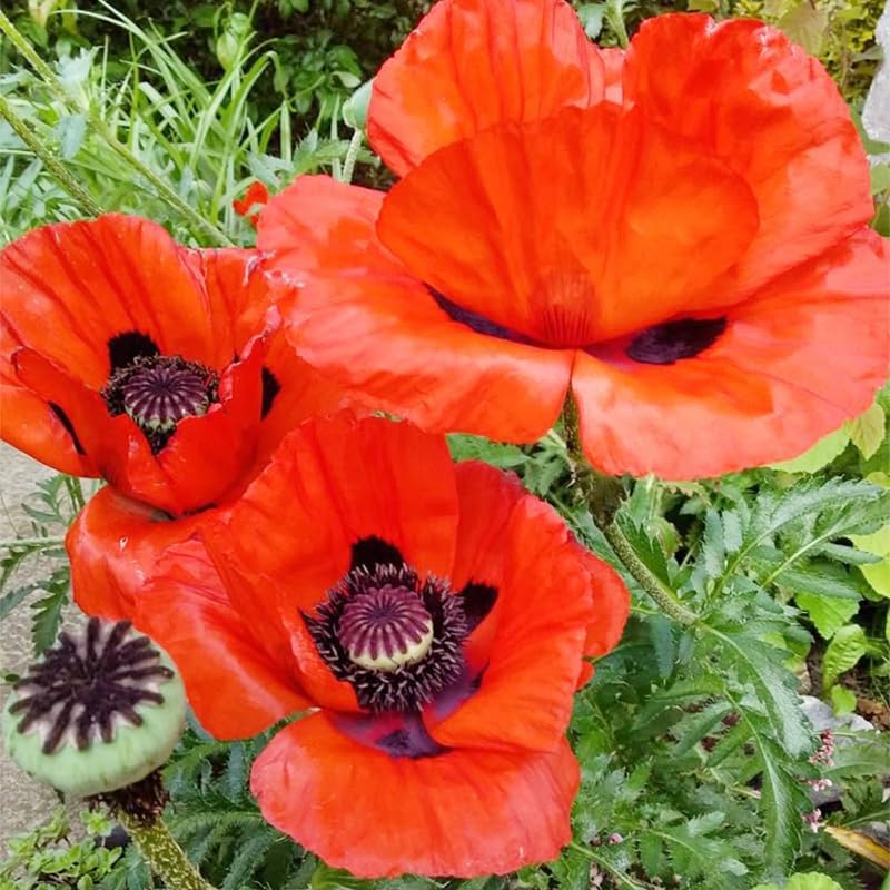 Regine Switzerland 5000+ Mixed Poppy Flower Seeds - Colorful Heirloom Wildflowers for Planting