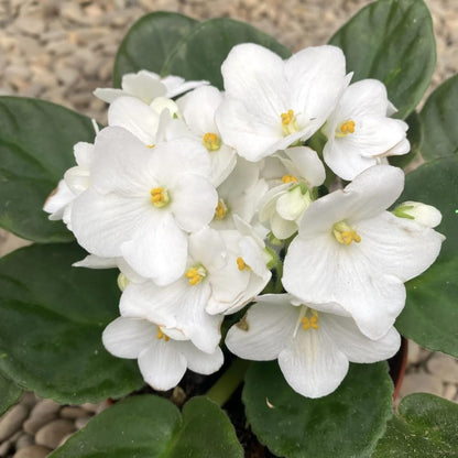 African Violet Live Plant in 4" Pot, White African Violets Plants Houseplant Well-Rooted, Indoor Outdoor Blooming, Holiday Flower Bush