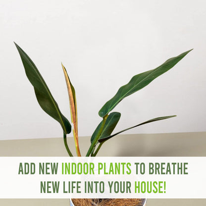 LEAL PLANTS ECUADOR Philodendron Patriciae Live House Plant| Air-Purifying Green Leaf Philodendron |Perfect for Home Decor, Unique Gift for Plant Lover