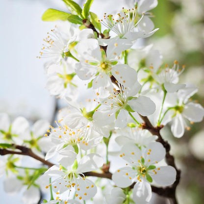 Green Gage Plum Tree, Sweet, Flavorful Plum with Green Skin and Mild, Honey-Like Flesh, 3-4 ft Tree Height, 7 gal. Grower Pot (Due to Agricultural Laws, we are Unable to Ship to CA, AZ, AK, or HI)