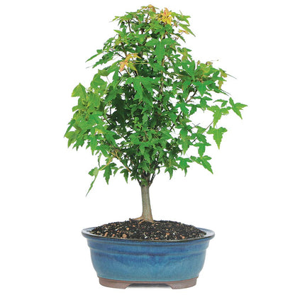 Brussel's Bonsai - Live Trident Maple Bonsai Tree in Decorative Container, Outdoor Bonsai Tree Live Plant, 5 Years Old, 8-12 Inches Tall, Easy Care Bonsai for Patio Garden (Medium)