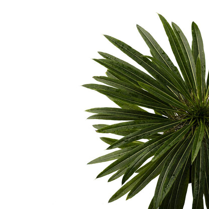 American Plant Exchange Live Madagascar Palm Tree, Plant Pot for Home and Garden Decor, 4" Pot