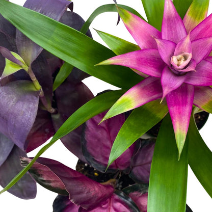 BubbleBlooms Purple House Plants Foliage Assortment Set of 3 in 4 inch pots