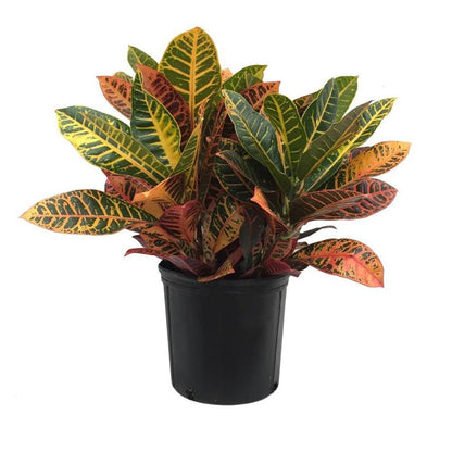 American Plant Exchange Live Petra Croton Plant, Plant Pot for Home and Garden Decor, 10" Pot