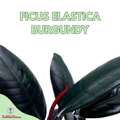 BubbleBlooms Ficus elastica Burgundy, Rubberplant, India Rubber Plant, India Rubber Tree fig in a 4 inch Pot