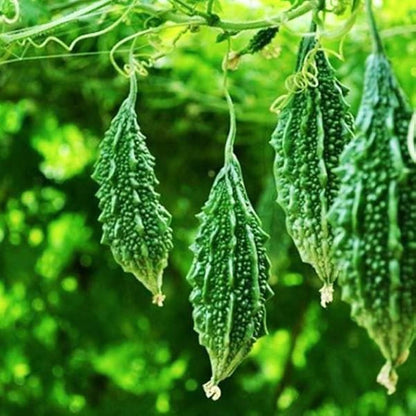 Indian Bitter Gourd Seeds for Planting, Easy to Grow Vegetable Seeds for Home Garden, Terrace Gardening, Balcony Planters, and Outdoor Cultivation (Pack of 40)