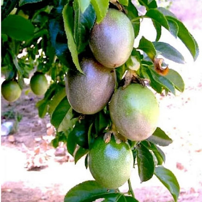 2 Passion Fruit Plant, Passion Fruit Tree, Purple Passion Fruit - Purple