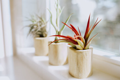 Air Plant Shop Large Bulbosa Belize Air Plants - Succulents - Live Tillandsia - Easy Care Indoor and Outdoor House Plants (Pack of 1)