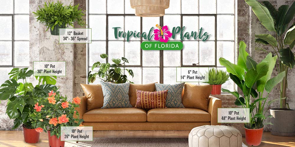 Pink Hibiscus Plant Bush - Yoder Dwarf Pink Cayman Wind - Live Flower Bush - Overall Height 22" to 26" - Tropical Plants of Florida (Plant Only)