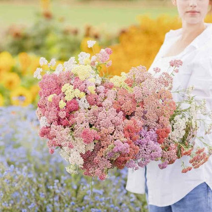 Eden Brothers Yarrow Seeds - Vibrant Colorado Mix for Lush Gardens | Non-GMO, Heirloom Quality