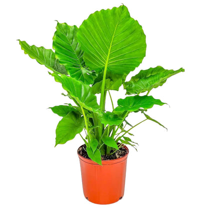 Tropical Plants of Florida Alocasia California Live Plant 3 Gallon 10 Inch Nursery Pot, 26 to 32 Inch Tall Elephant Ear Plant, Tropical Indoor Outdoor Foliage