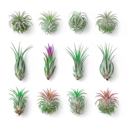 20 Tillandsia Air Plants, Live Succulents Indoor Plants, Assorted Airplants Variety for Decoration, Terrariums, and Office