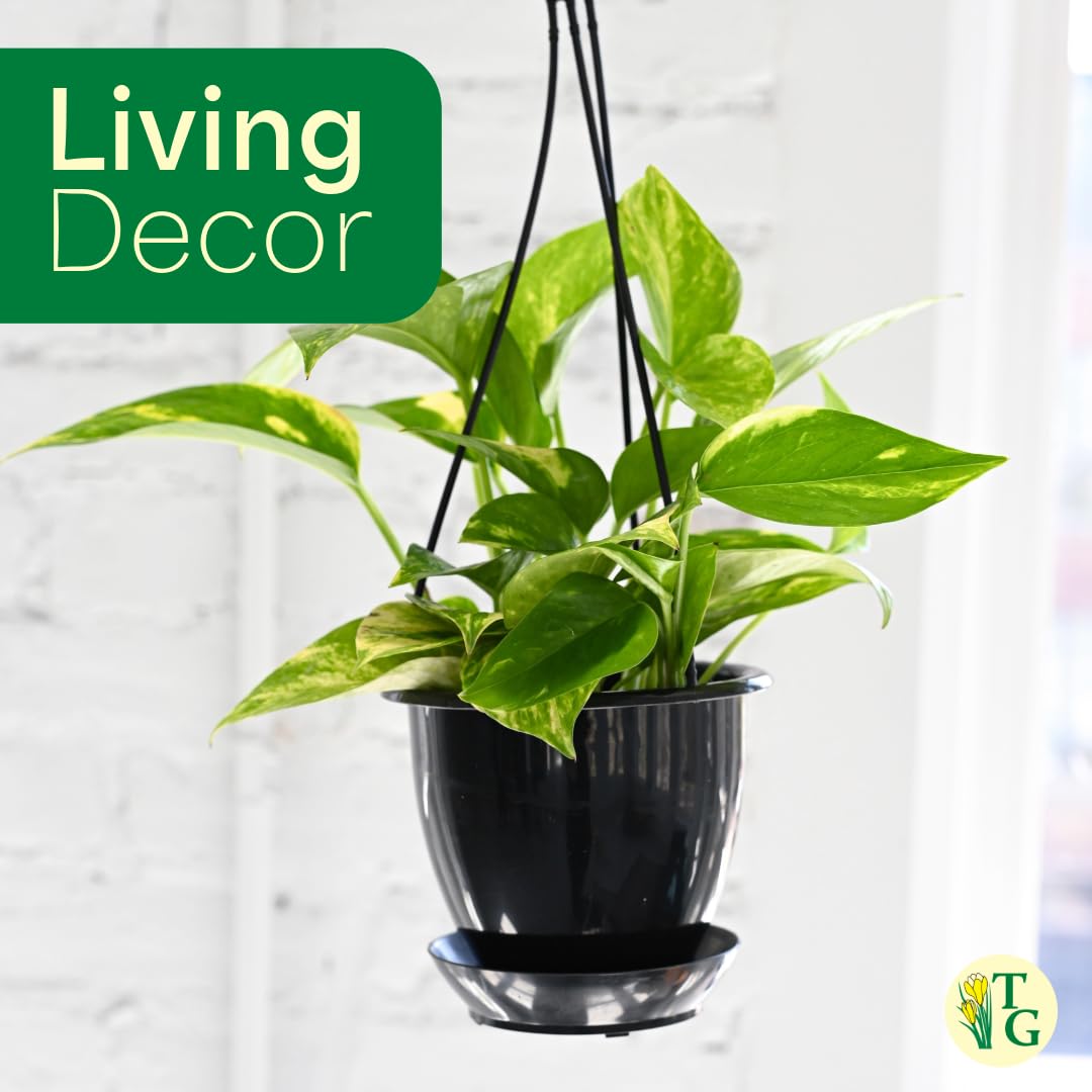 Thorsen's Greenhouse Golden Pothos, Live Indoor Vining Plant, Easy to Grow, Variegated Houseplant, Natural Air Purifier (Coffee, 4-inch Pot)