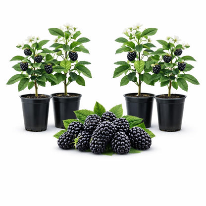 BlackBerry Plants Natchez Price Includes Four (4) Plants