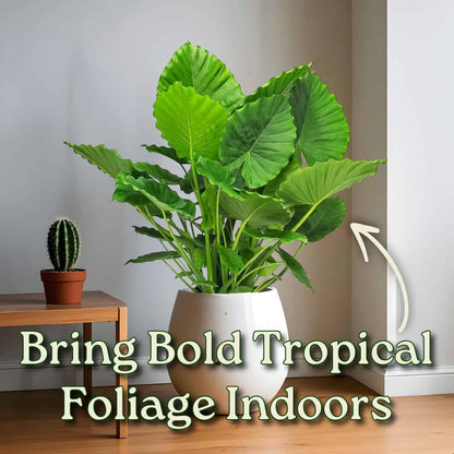 Tropical Plants of Florida Alocasia California Live Plant 3 Gallon 10 Inch Nursery Pot, 26 to 32 Inch Tall Elephant Ear Plant, Tropical Indoor Outdoor Foliage