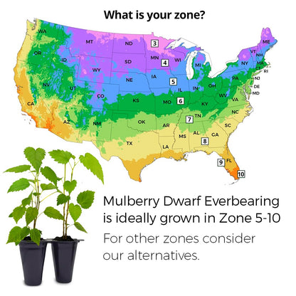 Mulberry Dwarf Everbearing Plant (4 Pack) | Real Live Fruit Plants for Sale| Easy to Grow Live Plants for Organic Gardens | Ideal for Home Gardens, Organic Landscaping, and Indoor or Outdoor Planting.