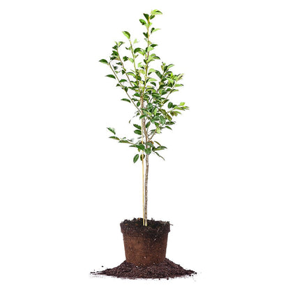 Kieffer Pear Tree 4-5'