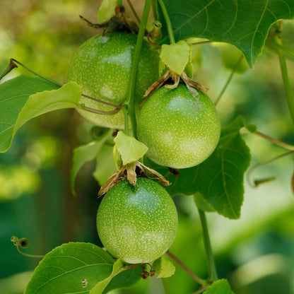 Set 2 Yellow Passion Fruit Plants Live, Passionfruit Live Plant, 4'' Tall