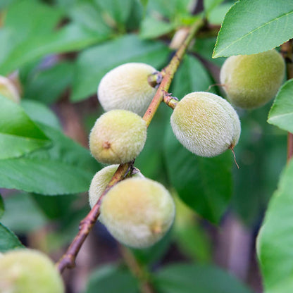 PERFECT PLANTS Early Elberta Peach Tree 4-5 Feet | Live Fruit Tree for Outdoor Planting | Sweet & Healthy Fruit | Spring Blooming Flowers Mature to Ripe Fruits in Summer