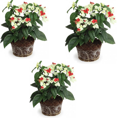3 Live Bleeding Heart Plants | 4 to 5 Inch Tall | Clerodendrum Plant with White Blossoms | for Trellises, Patios, or Balconies
