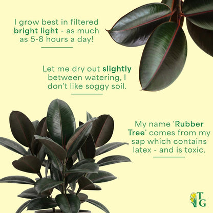 Thorsen's Greenhouse Ficus elastica, Live Indoor Plant, Rare Variety, Natural Air Purifier, Burgundy Rubber Plant, 4-Inch Diameter Pot (Nursery Pot)