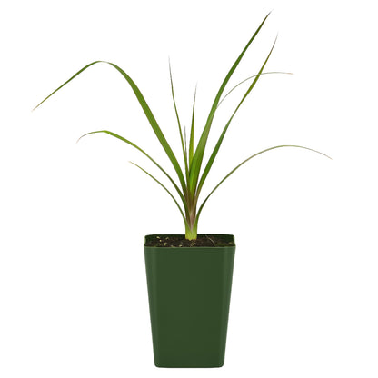 MyShelfie - Ponytail Palm (Beaucarnea Recurvata) Live Indoor House Plant in 2-Inch Pot – Low Maintenance, Air-Purifying Plant
