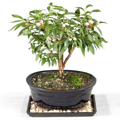 Brussel's Bonsai Live Dwarf Blueberry Bonsai Tree - Small, 4 Years, 6 to 8 Inches Tall - Outdoor Live Bonsai Tree with Ceramic Pot and Bonsai Tray