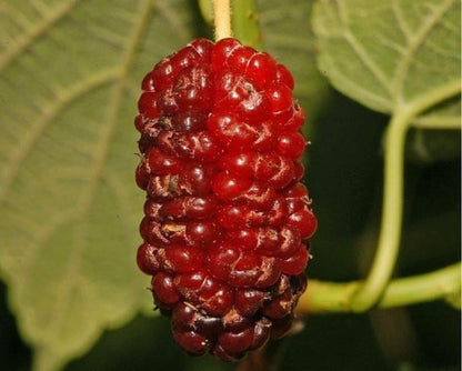 24-36" Tall Red Mulberry (Morus rubra) Plant, Bare Root