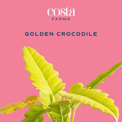 Costa Farms Philodendron Golden Crocodile Live Plant in Self Watering Pot, Air Purifying Indoor Houseplant, Home, Room, or Office Decor, House Warming or Birthday Gift, 12-18 Inches Tall