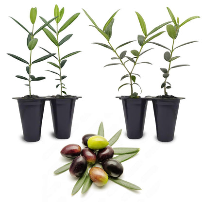 Olive Tree Arbequina (4 Pack) Real Olea Europaea | Easy to Grow Plants | Great Gift for Celebrations | Grow Your own Food on Your Edible Organic Garden| Edible Fruit Plant Live for Planting|