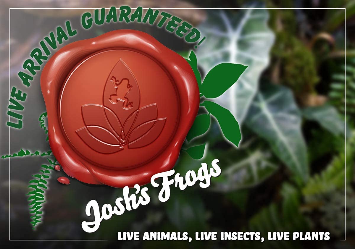 Josh's Frogs Calathea Prayer Plants (Pinstripe)