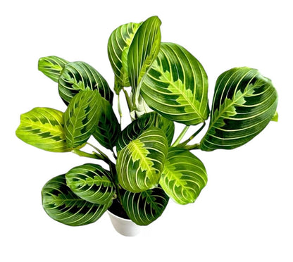 Live Plant, Lemon Lime Maranta Prayer Plant, Pet Friendly, Air Purifying, Easy Care, 12-16 inch Tall, Easy to Grow Rare Indoor Plant, Houseplant, 4 inch Pot by Hopewind Plants Shop