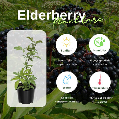 Black Elderberry Tree Live Plant, Hardy Berry Producing Shrub, Landscaping and Backyard Gardens, 4-7 Inches Tall