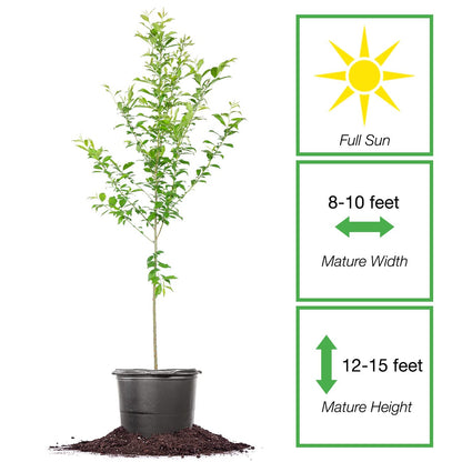 Perfect Plants AU Rosa Plum Tree 4-5 Feet | Live Fruit Trees for Outdoor Planting | Huge & Juicy Plums for Fresh Eating | Growing in Zone 5-8