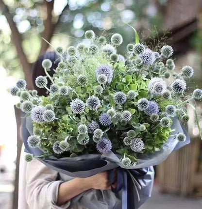 Echinops Ritro Blue Globe Thistle Seeds - 25+ Premium Southern Globethistle Flower Seeds for Garden