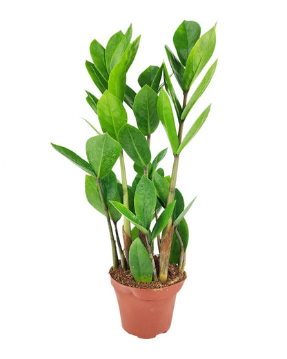 ZZ Plant (4" Grower Pot) - Low Light and Healthy Houseplant - Easy to Care, Easy to Grow Plants for Beginners - Live Healthy Houseplant for Home Office Decoration - Air-Purifying Indoor Plant