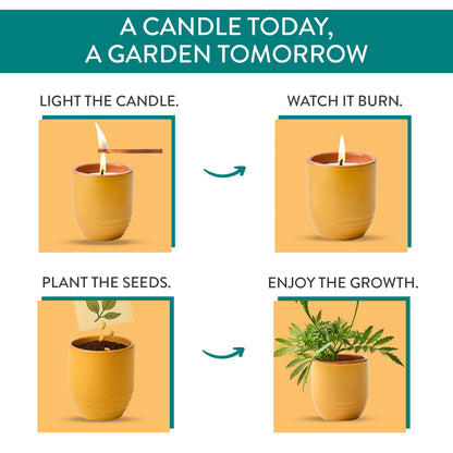 Modern Sprout - 2-in-1 Soy Candle & Planter - Last Light (Bug-Repelling Citronella, Rosemary, Cedarwood, Mint) 6 Oz Scented Candle with Marigold Seeds - Dual Purpose Jar - 38-40 Hour Burn